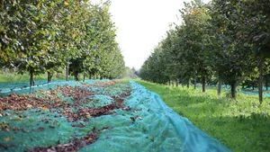 16 Reihen mit Hasel-Bäumen stehen auf dem Bio-Hof Schär in Brittnau AG. Für die Ernte fallen die Nüsse von selber in die Netze.