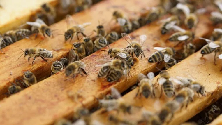 c51eb8727828c2f9887baf7d3f5ded77e2d82062 Bienenvolk