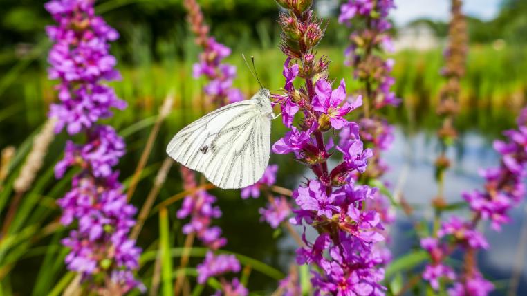 Blühender Blutweiderich mit Schmetterling