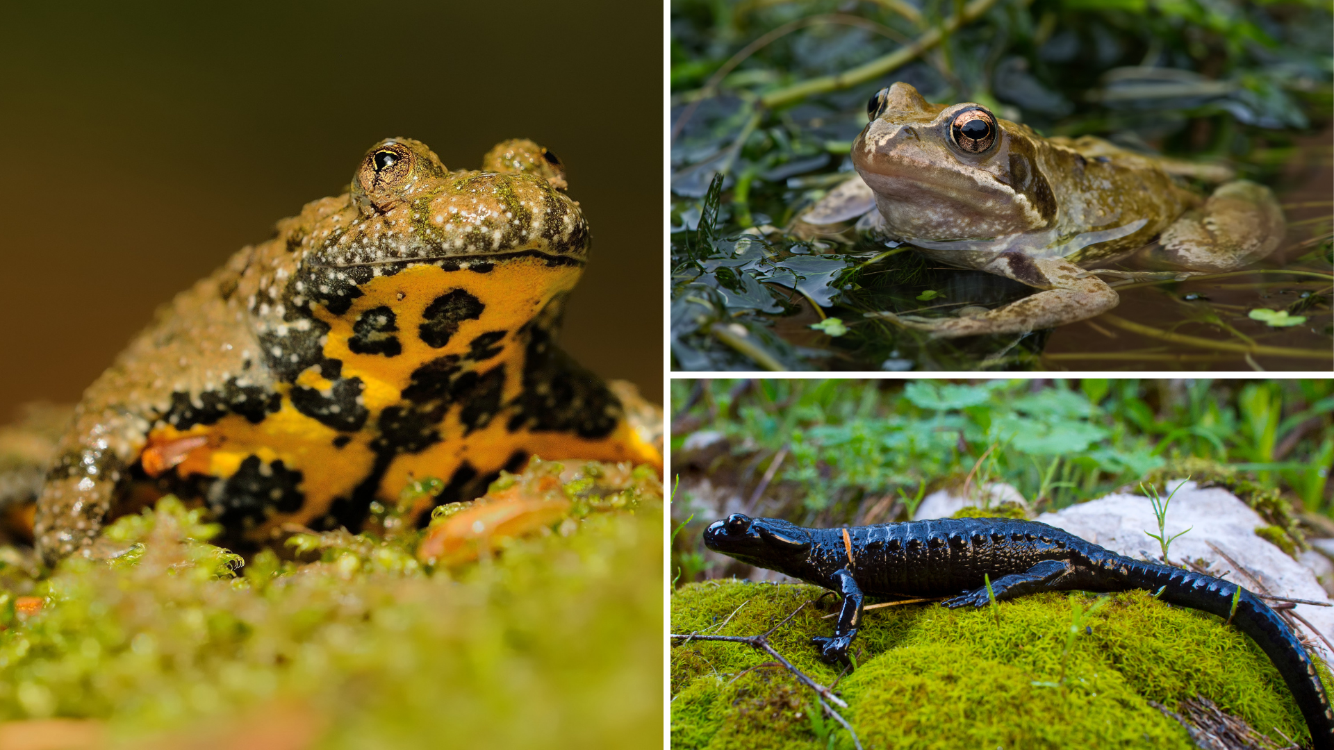 Diese Amphibien sind in der Schweiz heimisch