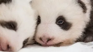 Kuscheln angesagt: Die Panda-Zwillinge im Zoo Berlin lernen sich kennen.