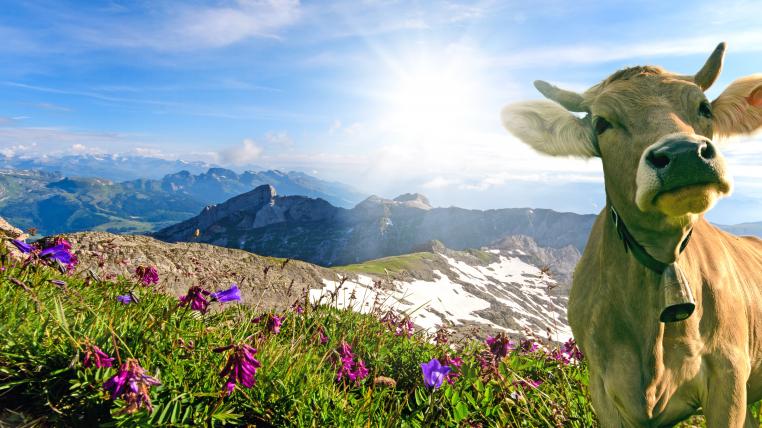 Kuh auf Alp