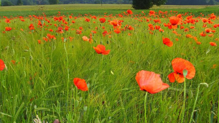 klatschmohn-pixabay.jpg