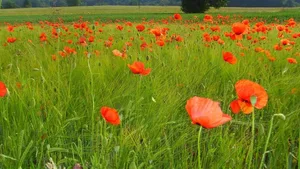 Die Landwirte zeigten in der Umfrage eine hohe Bereitschaft, bei Landschaftsqualitätsprojekten mitzumachen.
