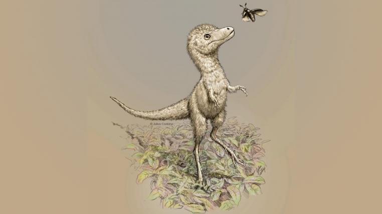 Rekonstrukion eines Baby-Tyrannosauriers.