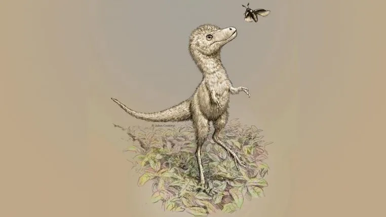 9ccf7f44e086365159e500956b708915d51ec6e3 Rekonstrukion eines Baby-Tyrannosauriers.