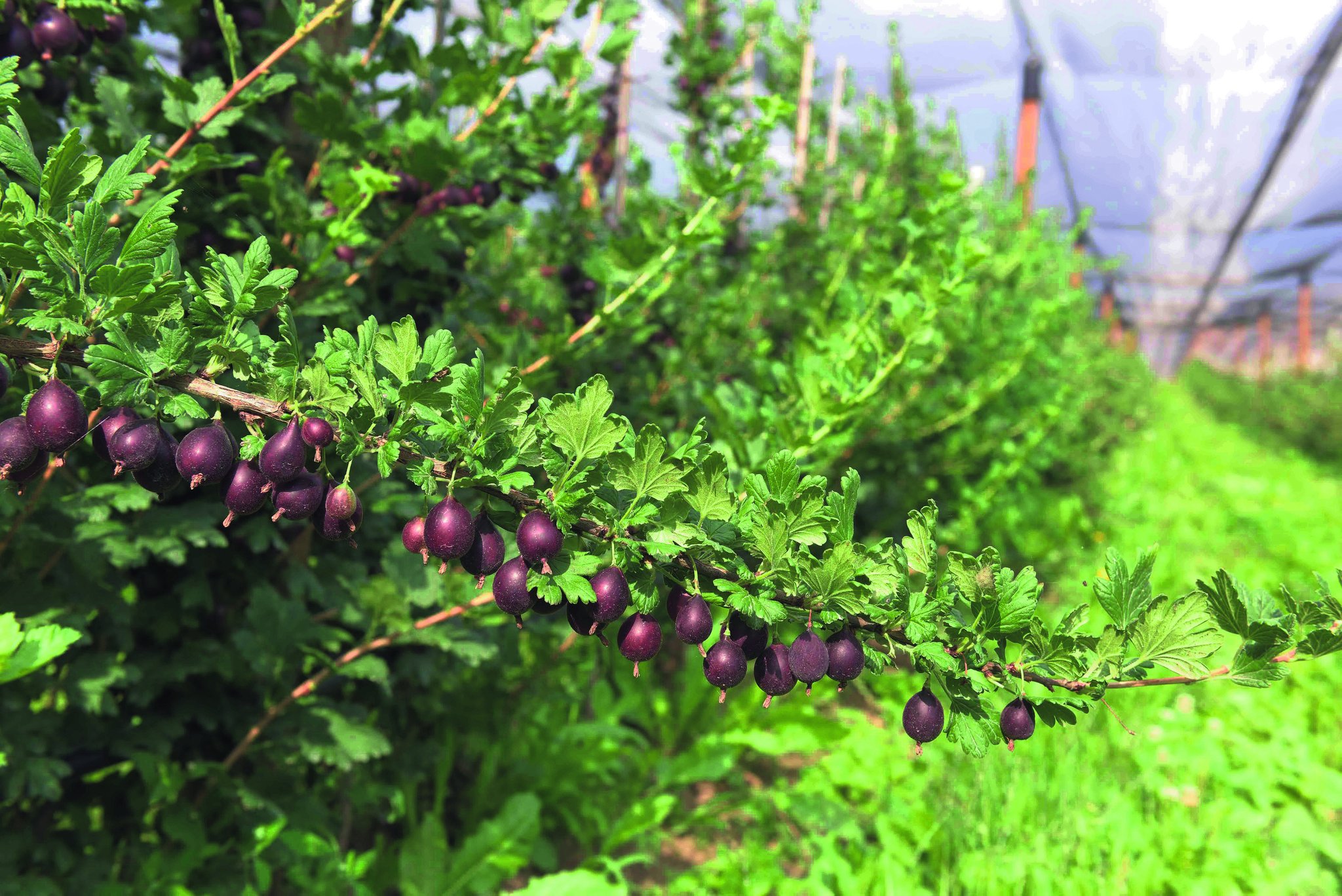 Wilde Beeren für jeden Geschmack