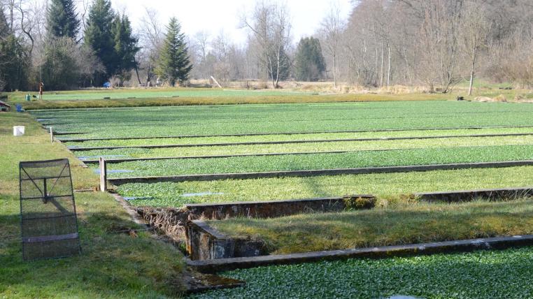 brunnenkresse1.jpg