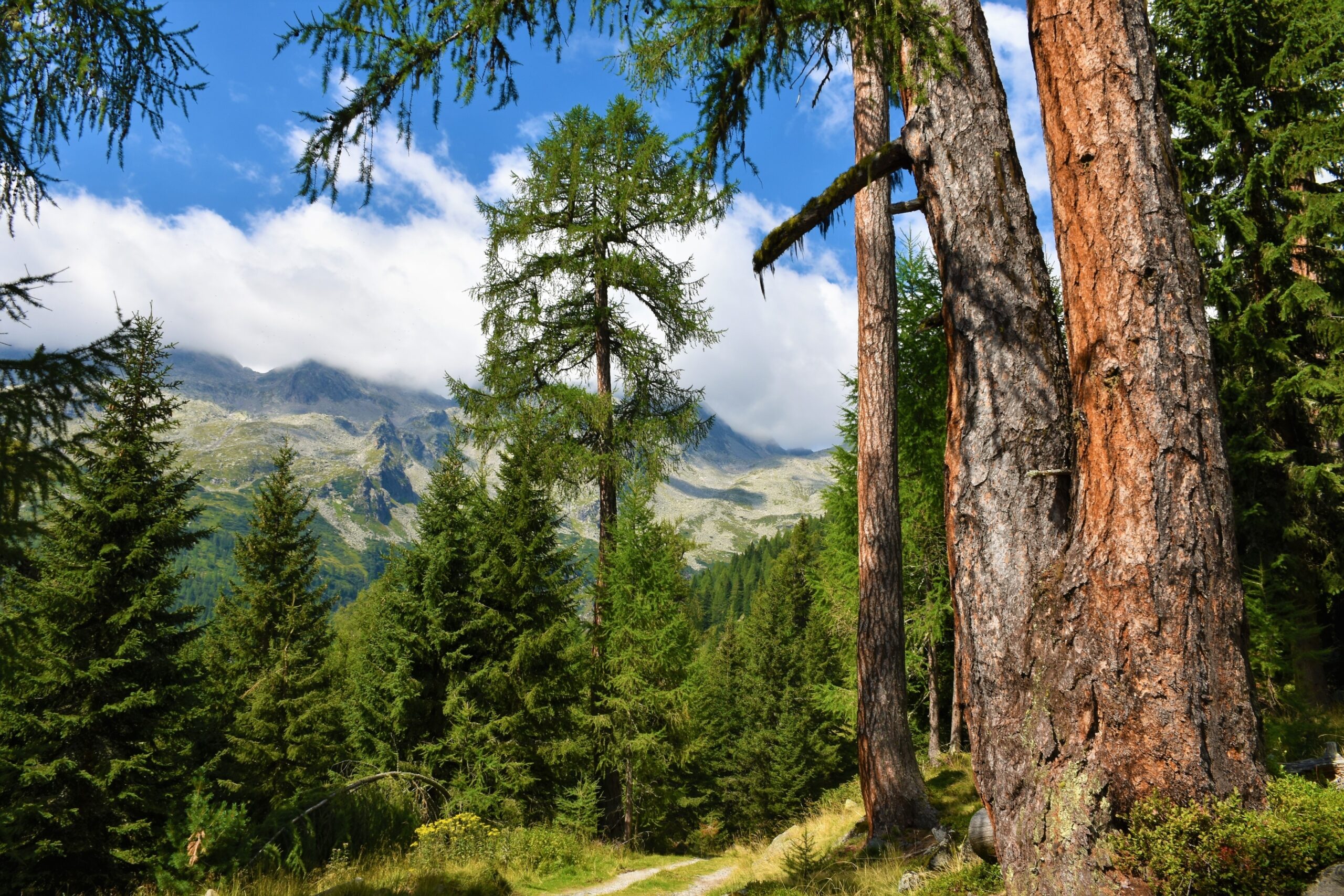 So schützen uns Pflanzen am Berg und im Tal
