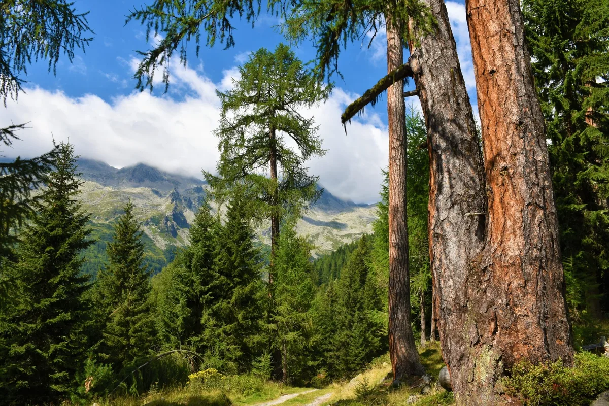 shutterstock_2190386039 So schützen uns Pflanzen am Berg und im Tal