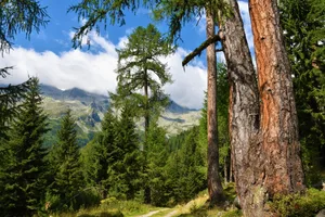 Pflanzen und Bäume übernehmen diverse Schutzfunktionen in der Natur.