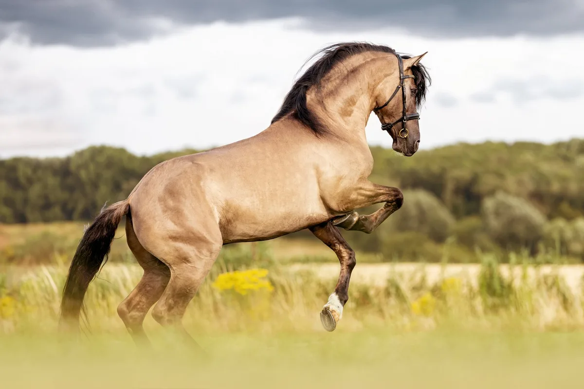 shutterstock_2383538347 Pura Raza Española: Spanische Eleganz und Kraft