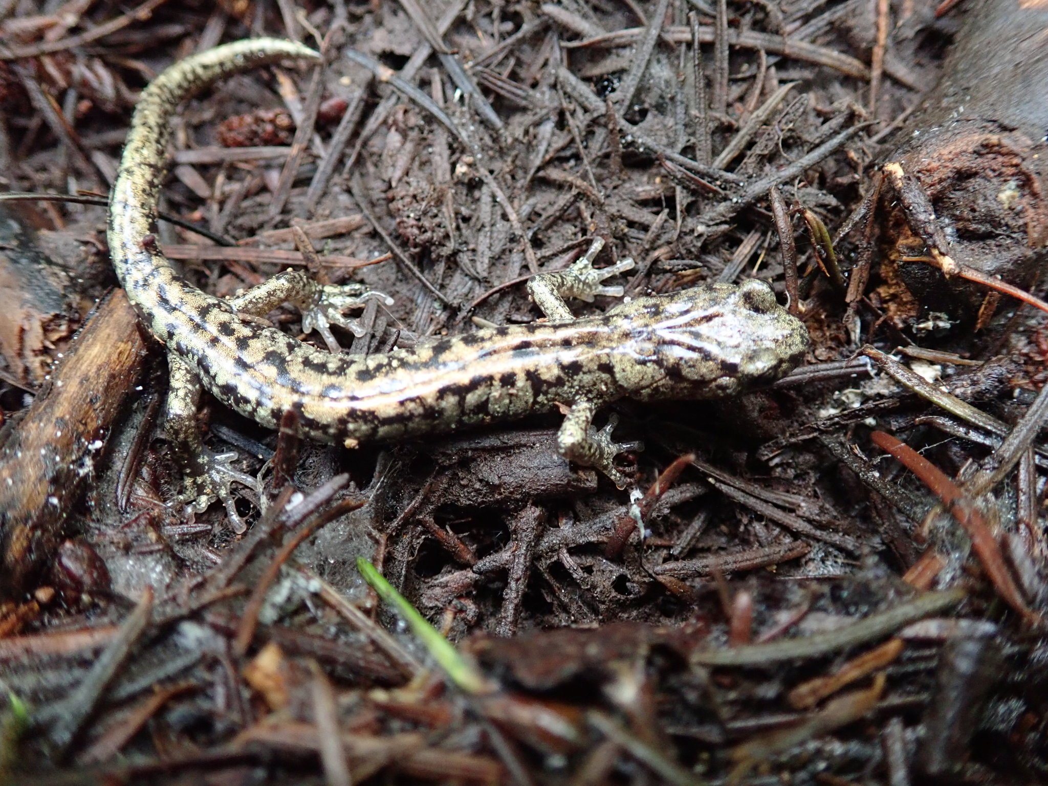 Dieser Salamander gleitet wie ein Fallschirmpilot