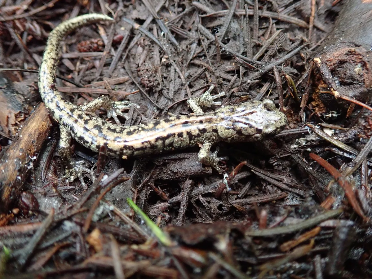iNaturalist_rambryum Dieser Salamander gleitet wie ein Fallschirmpilot