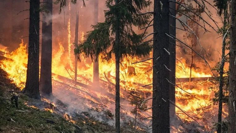1117252b78167178c7dfd744c3595d0161afef7a Waldbrand