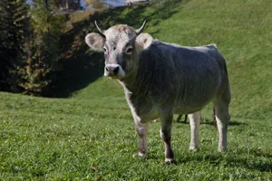 Das Rätische Grauvieh war einst weit verbreitet in den Bündner Alpen.