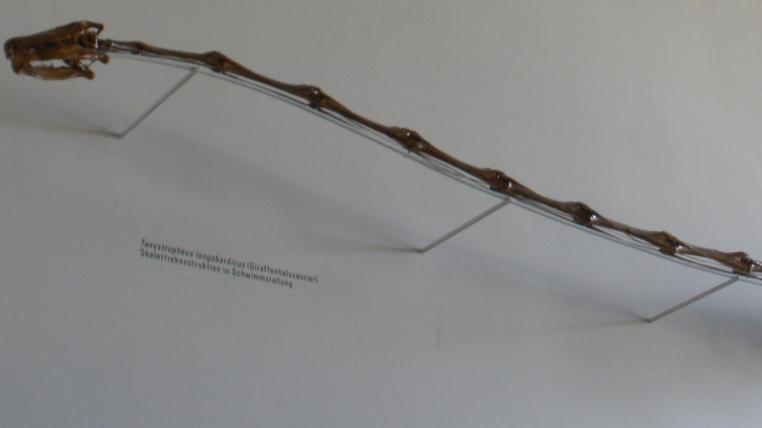 Giraffenhalssaurier Tanystropheus