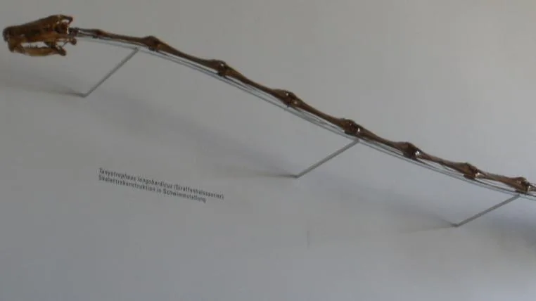 59d68c713eb0efd5419657d7073371a228f50477 Giraffenhalssaurier Tanystropheus