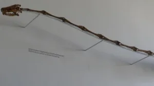 Imposanter Giraffenhalssaurier: Die Skelettrekonstruktion stammt von einem grossen ExemplareinesTanystropheus longobardicus im Paläontologischen Museum Zürich. Durch die Perspektive wirkt der Hals im Verhältnis zum Rest des Körpers noch deutlich länger, als er ohnehin ist.