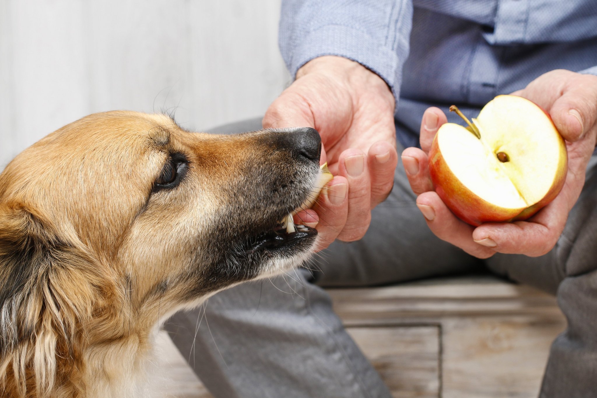 7 Obstsorten für Hunde