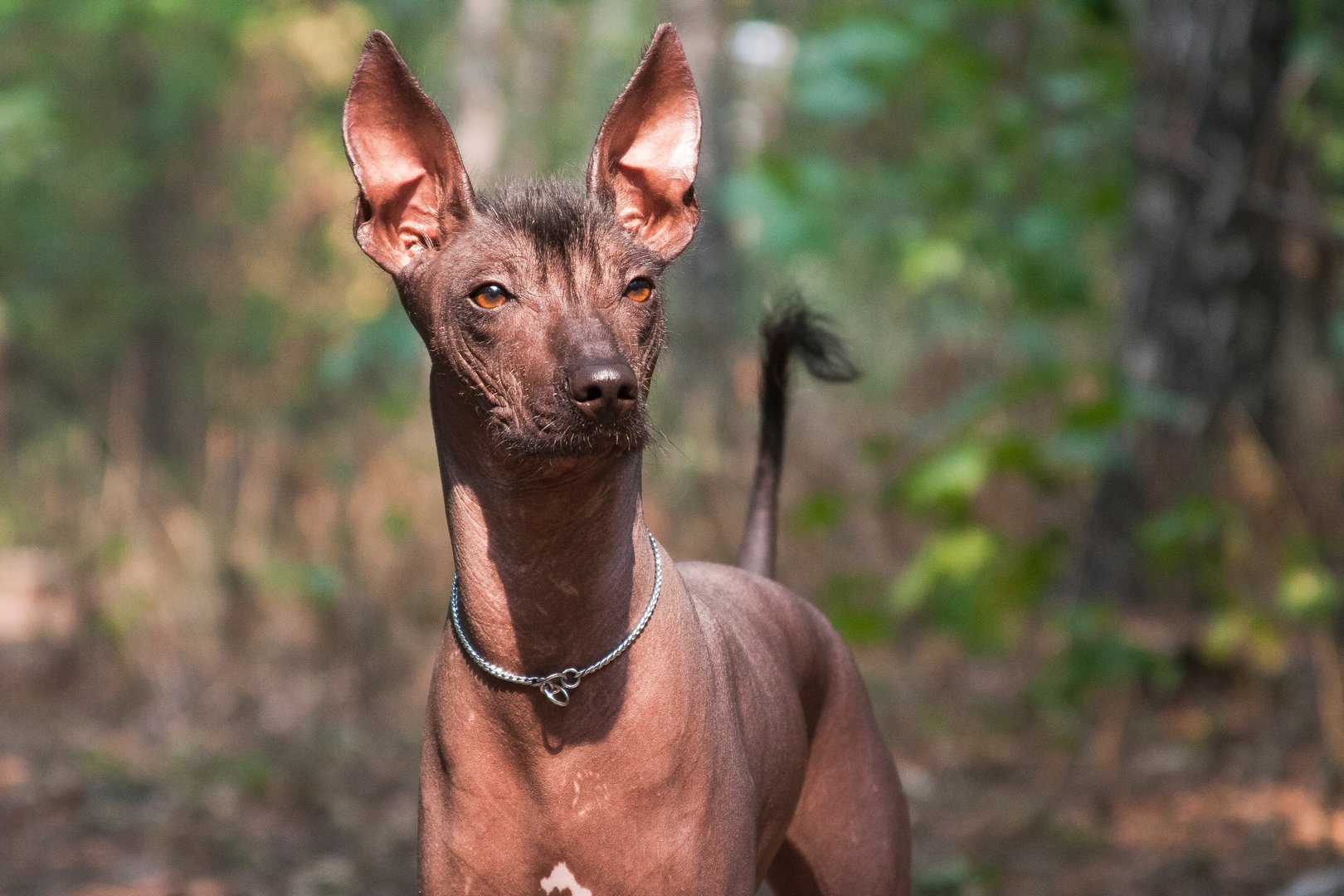 Xoloitzcuintle: Der nackte Mexikaner