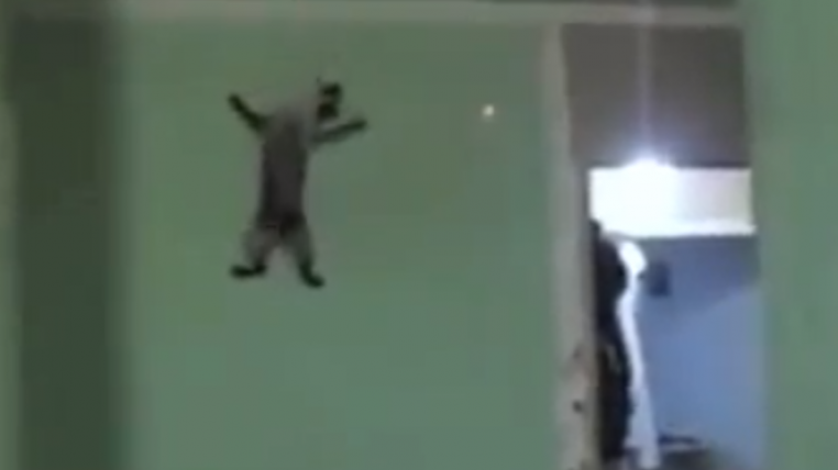 spidercat.png