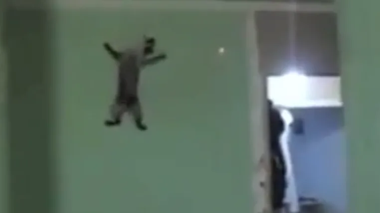 1b336643bfd7e5c6932379c52b45bc5d14e55cb6 spidercat.png