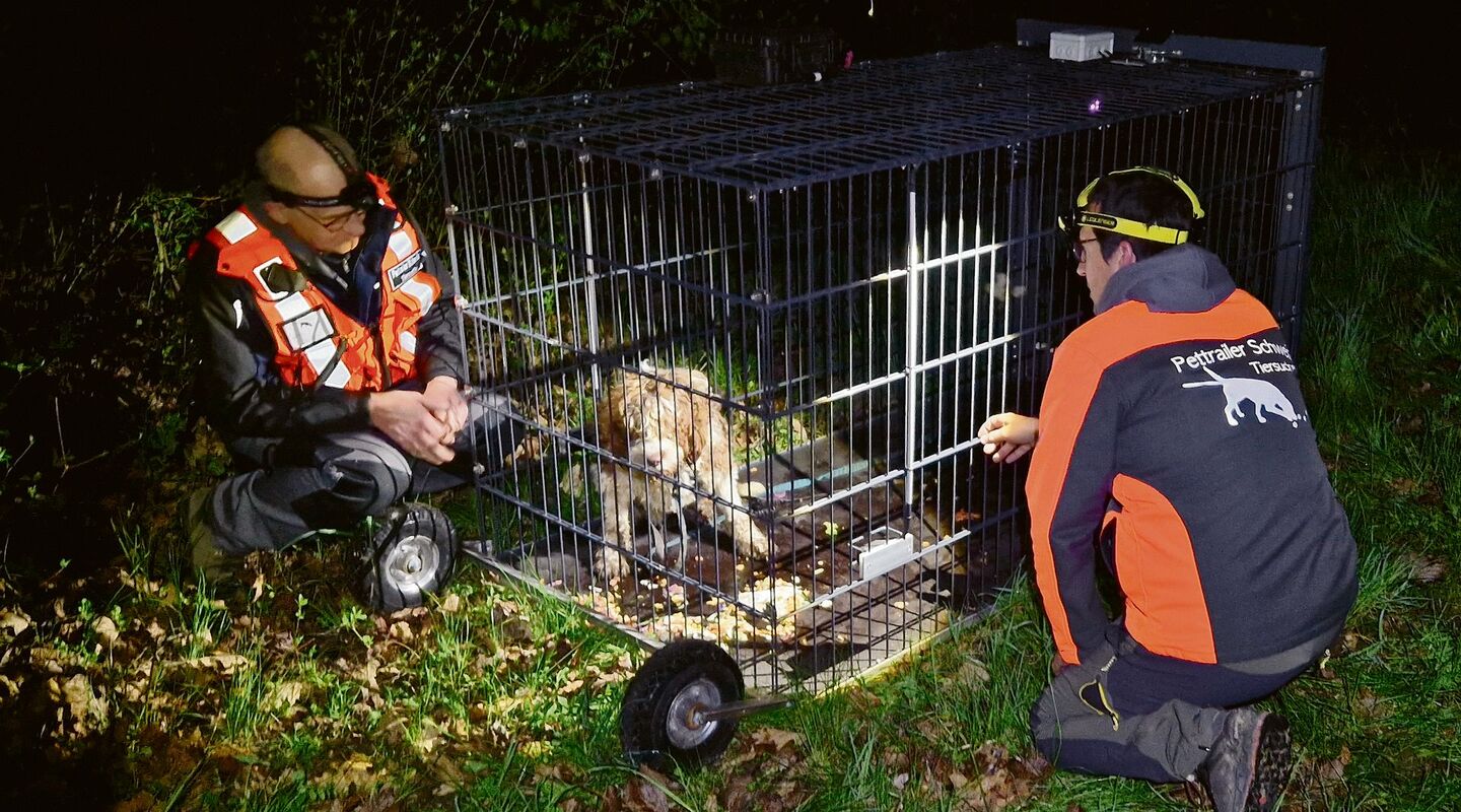 Mit solchen Lebendfallen werden ausgebüxte Hunde wieder eingefangen.