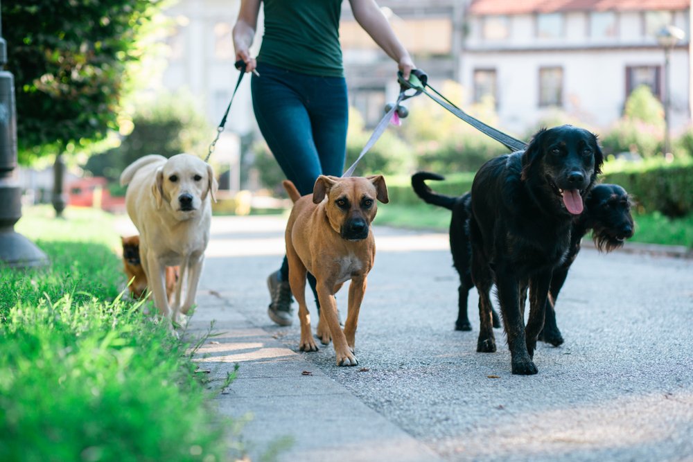 «Dogsitting wird oft unterschätzt»