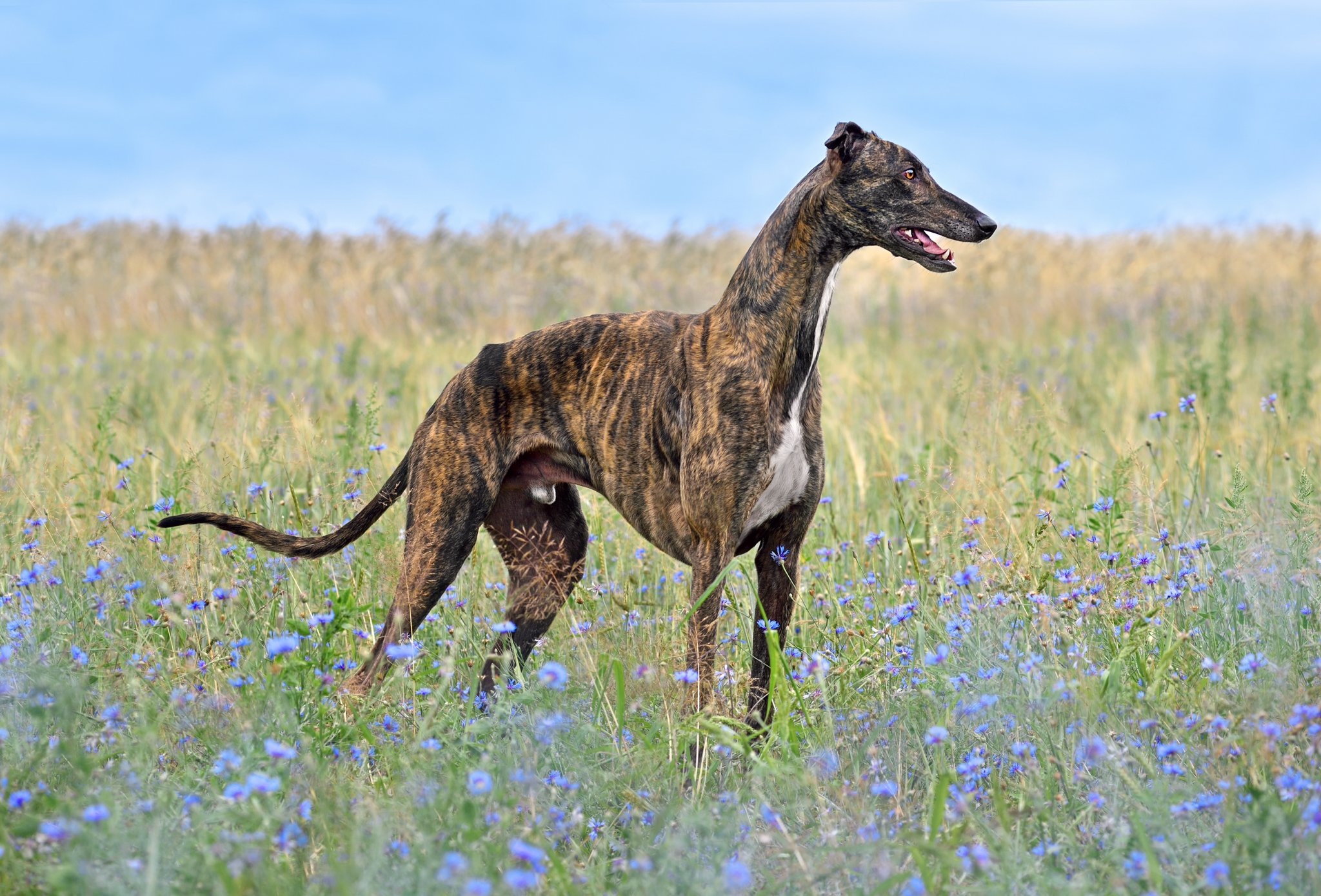 Greyhound – der Sprinter