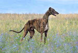 Der Greyhound besitzt einen schlanken und eleganten Körperbau, der ihnen eine bemerkenswerte Schnelligkeit ermöglicht.