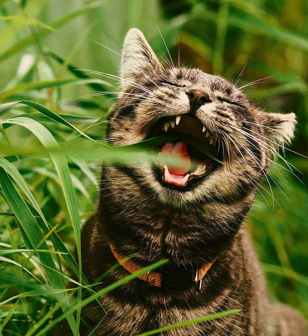 ae1563f4332303161f69fb16bbc00b76f1cc980f43258e47818482f5ba1a7f2c Katzen fressen Gras, begünstigen so die Verdauung und Haare werden ausgeschieden.