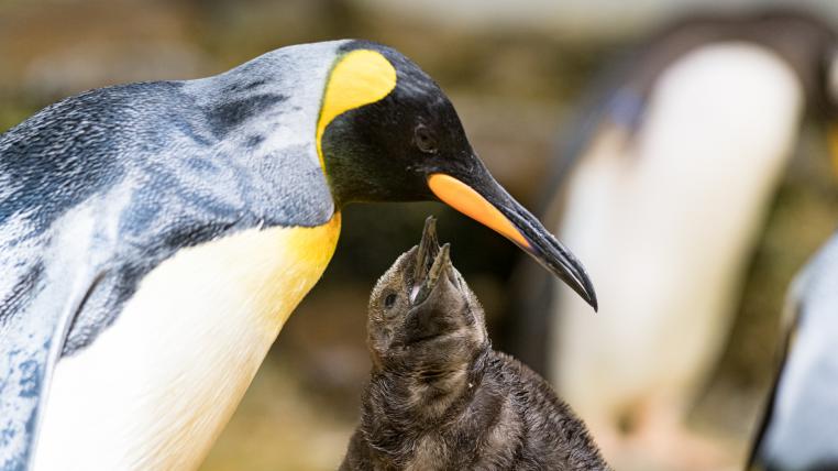 Königspinguin-Küken mit Mutter im Zoo Basel