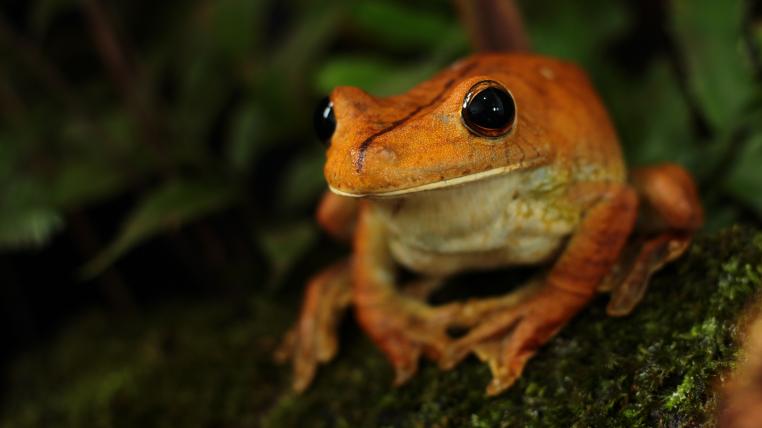 Frosch im Amazonas-Regenwald
