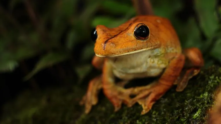 91a309d809a006b1fc02338a1a0732d44a1d3651 Frosch im Amazonas-Regenwald