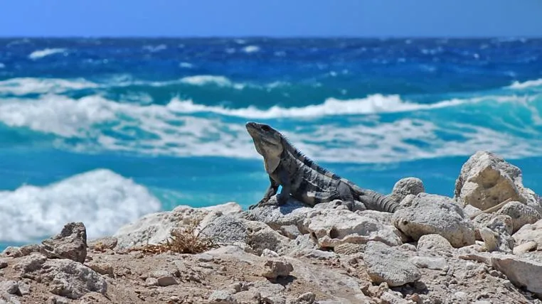 192927499d1af291de35a956746dff2f575c3e85 Iguana auf Cozumel