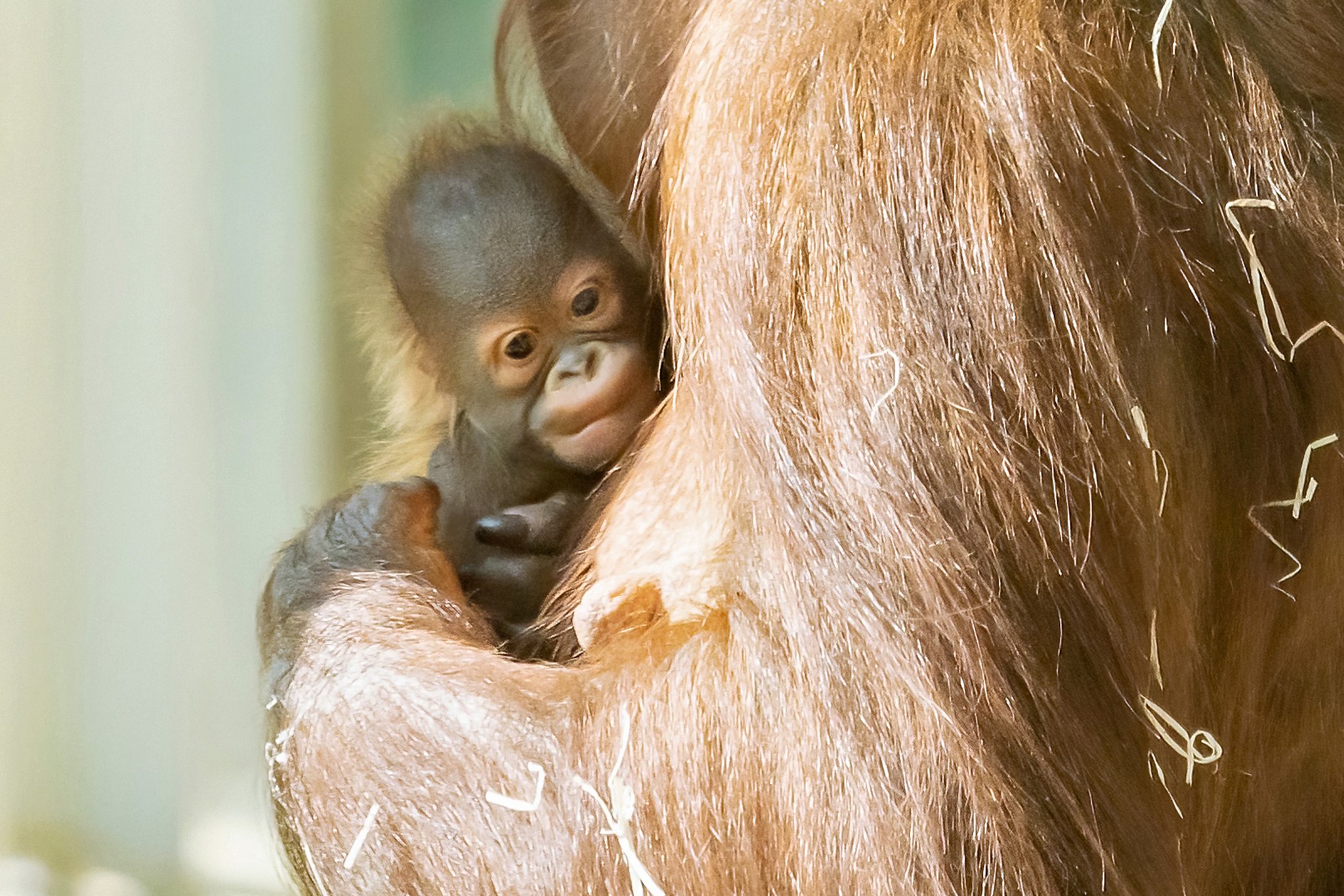 Wieder Orang-Utan-Nachwuchs im Tiergarten Schönbrunn