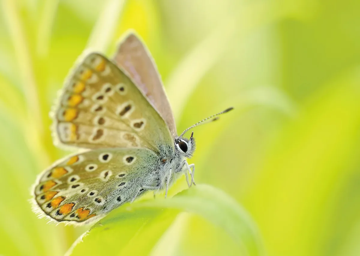butterfly-95358_1920 Rückgang von Insekten-Biomasse geht mit Verlust von Arten einher