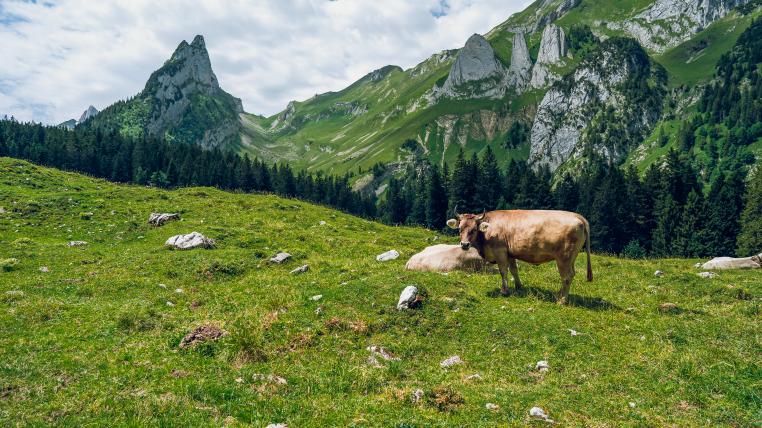 Kuh am Alpstein