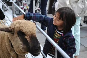 Der Bundesplatz als Streichelzoo. Die Berner Bauern haben am Montag vor dem Bundeshaus auf sich aufmerksam gemacht.