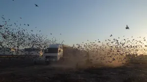 Brieftauben Wettfliegen