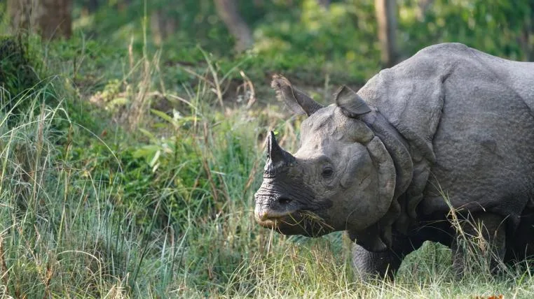 951ce8ed99198c6848411ffe6ca6b965dba2a246 Panzernashorn im Chitwan-Nationalpark in Nepal