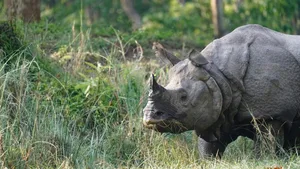 Im Chitwan-Park in Nepal starben mehr Panzernashörner als zuvor. Jetzt sind dieGründe bekannt.