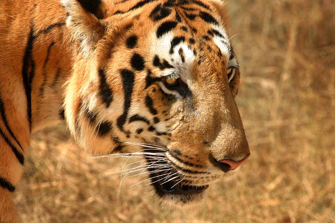 Top 10 der bedrohtesten Tierarten der Welt