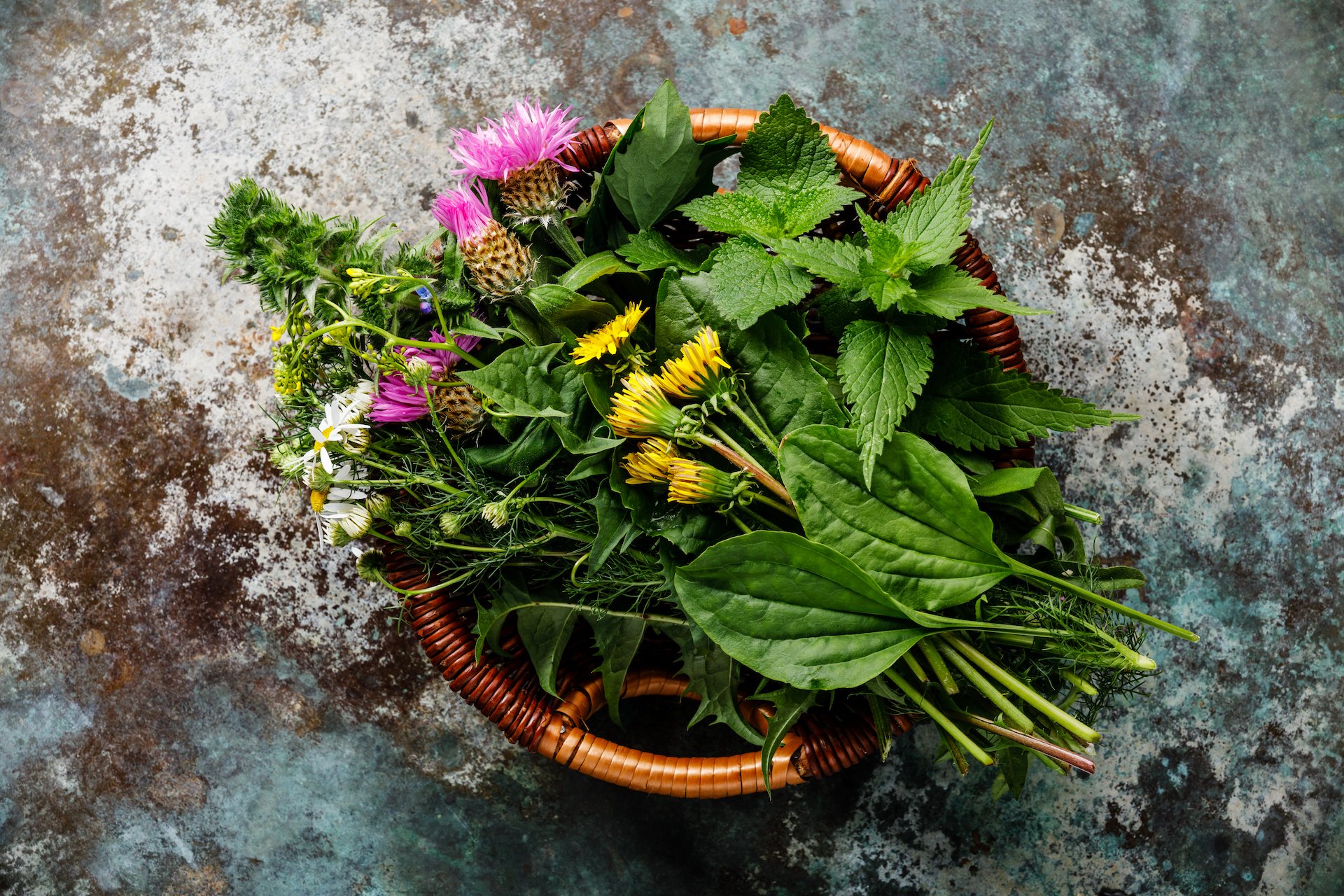 Essbare Wildpflanzen im Sommer