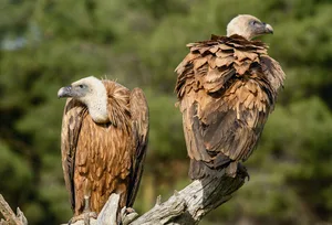 Um Gänsegeier (Gyps fulvus) zu sehen, muss man die Schweiz nicht verlassen.