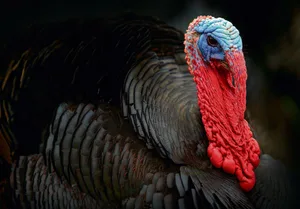 Truthähne sind eindrückliche Vögel, die beim Balzen mit dumpfen Tönen und lautem Blubbern auf sich aufmerksam machen.