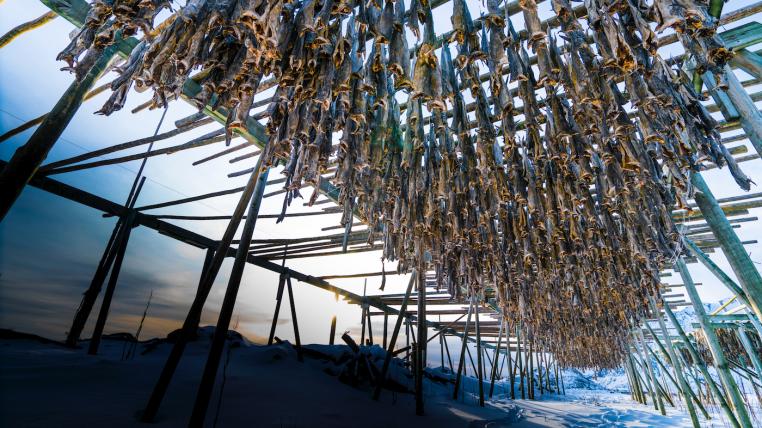 Fischfang auf den Lofoten bedroht