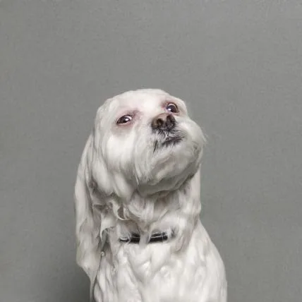 6af597f40af5c3157d8dd874a58ddfdfbd6863e6 01-9_Sophie-Gamand_United-States_Finalist_Portraiture-competition-2014_PRESS(1).jpg