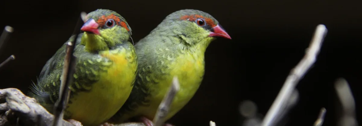b5e4b594c1c69f4b8db5741cb8a403010a5693a8 Vogelpaar auf Ast